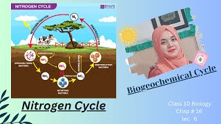 Nitrogen Cycle [upl. by Halet]