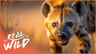 The BoneCrushing Jaws Of African Hyenas  Race Of Life  Real Wild [upl. by Niran]