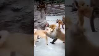 Dog vs monkey maha fight chalu hai 💪💯 [upl. by Skricki78]