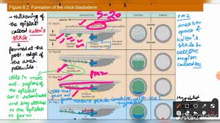 Development  cleavage gastrulation axis and pattern formation in chick of gallus  gallus [upl. by Ezirtaeb]