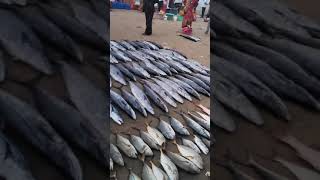 MALVAN FISH AUCTION JOE BOY  MALVANI LIFE SINDUDURG FISHING [upl. by Oilasor57]