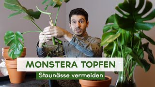 Monstera Stecklinge einpflanzen  Fensterblatt eintopfen [upl. by Ahsets]