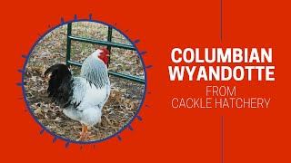 Columbian Wyandotte Chicken Breed Breeder Flock  Cackle Hatchery [upl. by Sufur875]