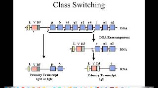 Immunogenetics part 5 [upl. by Alohs]