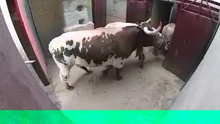 aggressive Bull rare footage 👍attacked aggressively [upl. by Acirej560]