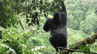 Huge silverback gorilla shows gymnastic skills as he climbs a slender tree to get at a foodplant [upl. by Todd]