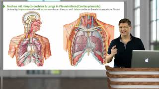 Atmungssystem Überblick Atemwege Trachea amp Bronchialsystem Lunge Pleura Gefäße Inn [upl. by Nereus385]