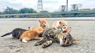 We tried to rescue an unconscious mother cat from food poisoning and four kittens from the roadside [upl. by Adnak]