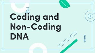 Y1112 Biology Coding and NonCoding DNA [upl. by Nivar]