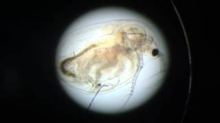 Daphnia Heart Beat [upl. by Janos]