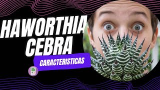 Características de la Haworthia cebra [upl. by Jobye]