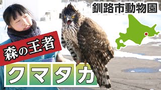 クマタカのフライトガイド（冬の釧路市動物園）北海道釧路市 Mountain hawk flight at Kushiro Zoo Hokkaido [upl. by Pyotr]