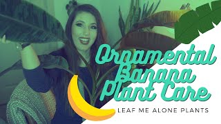 How to Grow Bananas  Complete Monthly Guide [upl. by Attenreb]