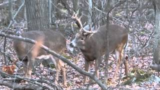 cerf de virginie période du rut part 2 longueuil [upl. by Risley]