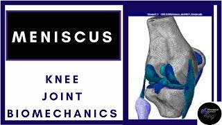 Knee Joint Anatomy IntroductionMeniscus and its Function [upl. by Biagi]