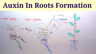 Role Of Auxins In Roots Formation Stem Cutting And Root Cutting  Lec 30  Plant Physiology [upl. by Clareta]