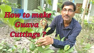 How to take cuttings of guava plant in the most perfect way [upl. by Eachelle]