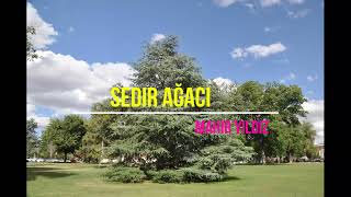 SEDİR AĞACI [upl. by Evangelia]