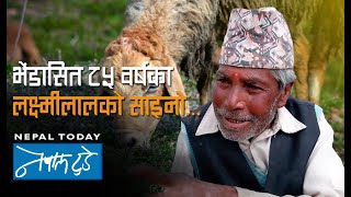 ८५ वर्षे बृद्धको चकित पार्ने व्यवसाय  The Nepal today  Agriculture in Nepal [upl. by Grosmark]