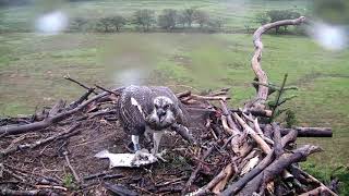 Glaslyn Ospreys [upl. by Srevart]