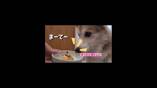 犬用パンを手作りしました🍞いじ、実食！！ コーギーにこちゃんの為に、母は何でもするのだ⭕ コーギー コーギーと一緒 癒し corgi コーギー犬 可愛い コーギーかわいい [upl. by Trilly796]