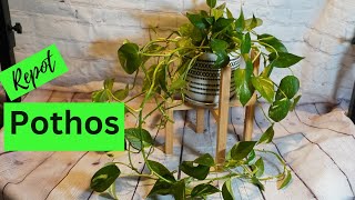 Ultimate Guide to Pothos Water Propagation and Repotting Tips for Thriving Plants [upl. by Imelida268]