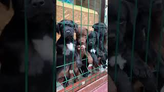 Patterdale Terrier puppies [upl. by Nnyleve]