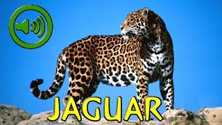 Rugido de Jaguar  Panthera onca [upl. by Aissac]