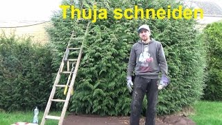 Große Thuja schneiden Thuja Hecke schneiden Konifere schneiden Ligusterhecke zurückschneiden [upl. by Otrebmal]