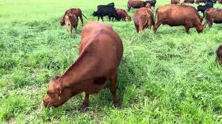 When to Return to a Paddock While Rotationally Grazing a CowCalf Herd [upl. by Anirazc]