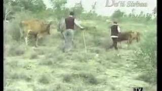 Ethiopian Music Oromiffa by Hawwisoo Oromo [upl. by Thormora]