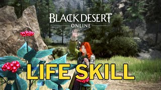 BDO Life Skill  Black Desert Online Schrutify [upl. by Letniuq626]