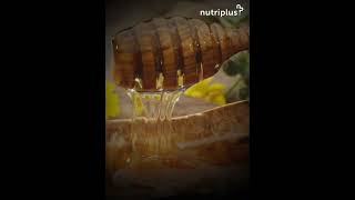 Nutriplus Monofloral Honey [upl. by Stovall]