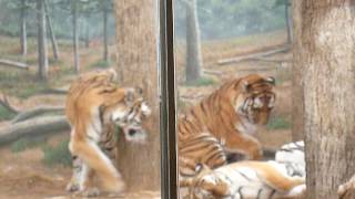 Amur Tiger fight at Milwaukee County Zoo Old Video [upl. by Cordova456]