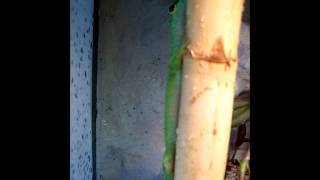 Phelsuma grandis sound [upl. by Esilegna311]