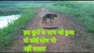 करंट वाली मछली और कुत्ता  DOG BITES ELECTRIC EEL AND PAYS THE PRICE [upl. by Erbma]