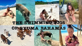 The swimming pigs of Exuma Bahamas Pig Beach [upl. by Aikel807]