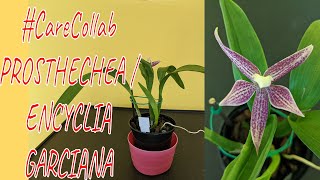 CareCollab Prosthechea garciana  Encyclia garciana [upl. by Nylzor468]