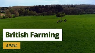 British Farming  12 Months on a UK Farm April [upl. by Voltmer]