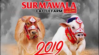 Surmawala Cow Collection 2019  Surmawala Cattle Farm [upl. by Corri804]