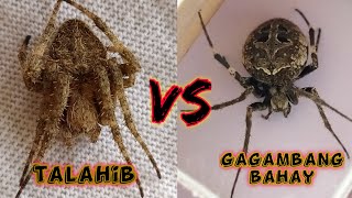 Unbelievable fight 😱  derby spider VS Gagambang bahay [upl. by Akilak347]