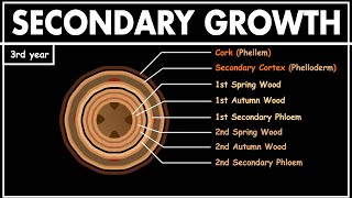 Secondary Growth in Dicot Stem  Anatomy of plants  Class 11 biology  NEET [upl. by Ellery674]