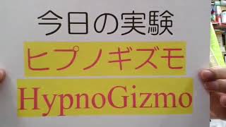 ヒプノギズモ HYPNOGIZMO 踊る球体 [upl. by Zoa]