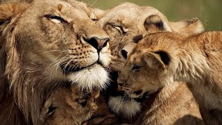 The Strongest LION PRIDE in Luangwa Valley  National Geographic Documentary 2020 Full HD 1080p [upl. by Claudio434]