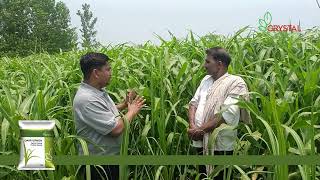 Crystal Dairy Green FodderSatveer SinghSaharanpur Uttar Pradesh  Farmer Testimonial [upl. by Arinay]