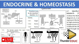 ENDOCRINE HOMEOSTASIS NEGATIVE FEEDBACK MECHANISMS GRADE 12 LIFE SCIENCE THUNDEREDUCBY MSAIDI [upl. by Leanora]