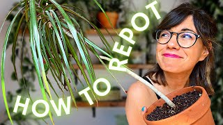 Dracaena repot THE RIGHT WAY [upl. by Mamie]