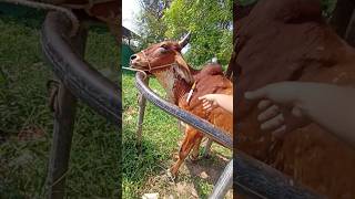 Phosphorus Injection in Anoestrus Cow cow animals shortvideo [upl. by Marx]