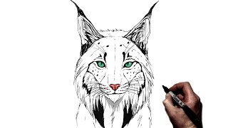 How To Draw A Lynx  Step By Step [upl. by Elleuqram519]