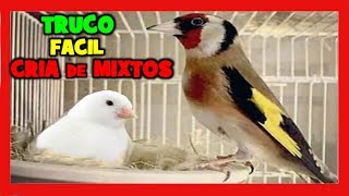 TRUCOS para la CRIA de MIXTOS DE JILGUERO Y CANARIA 🐤 COMO CRIAR MIXTOS DE JILGUERO Y CANARIA 1 [upl. by Siva888]